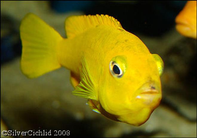 freshwater fish - pseudotropheus saulosi - saulos's mbuna stocking in 180 gallons tank - Female Pseudotropheus saulosi with a mouthful of babies