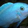 freshwater fish - maylandia callainos - blue cobalt cichlid stocking in 180 gallons tank - Male Maylandia callainos