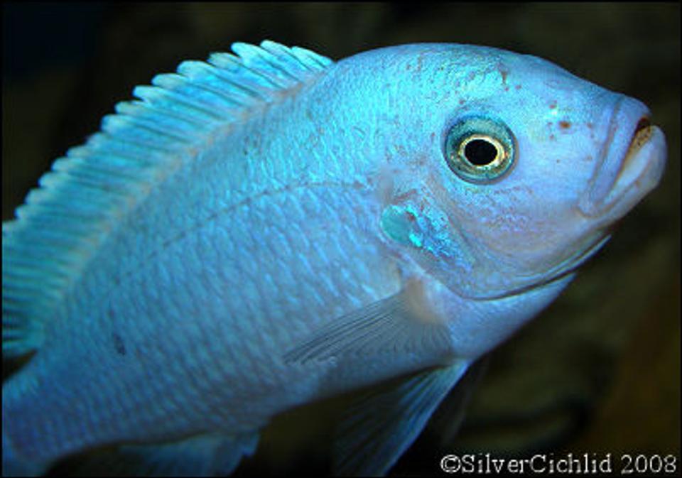 freshwater fish - maylandia callainos - blue cobalt cichlid stocking in 180 gallons tank - Male Maylandia callainos