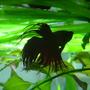 freshwater fish - betta splendens - crown tail betta stocking in 50 gallons tank - siamee fighter
