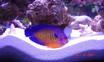 saltwater fish - centropyge bispinosa - coral beauty angelfish stocking in 75 gallons tank - My Coral Beauty