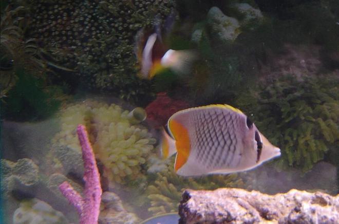 saltwater fish - chaetodon xanthurus - pearlscale butterfly stocking in 75 gallons tank - Pearlscale Butterfly and Clarkii