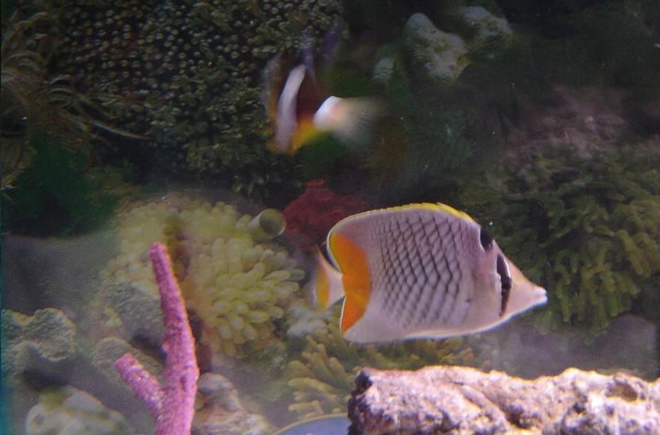 saltwater fish - chaetodon xanthurus - pearlscale butterfly stocking in 75 gallons tank - Pearlscale Butterfly and Clarkii
