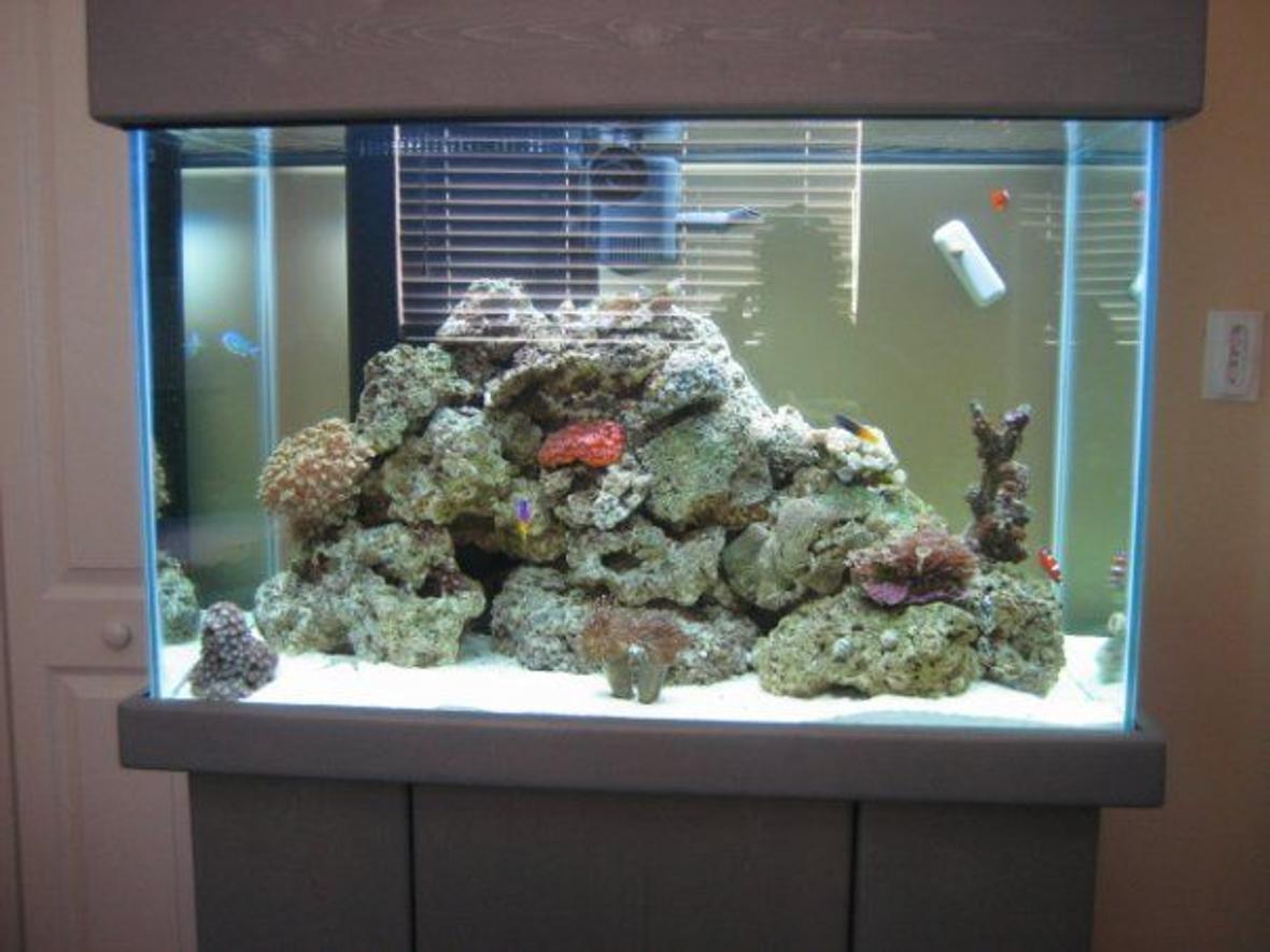 65 gallons reef tank (mostly live coral and fish) - 3 months