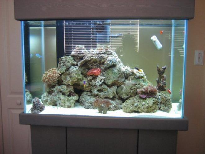 65 gallons reef tank (mostly live coral and fish) - 3 months