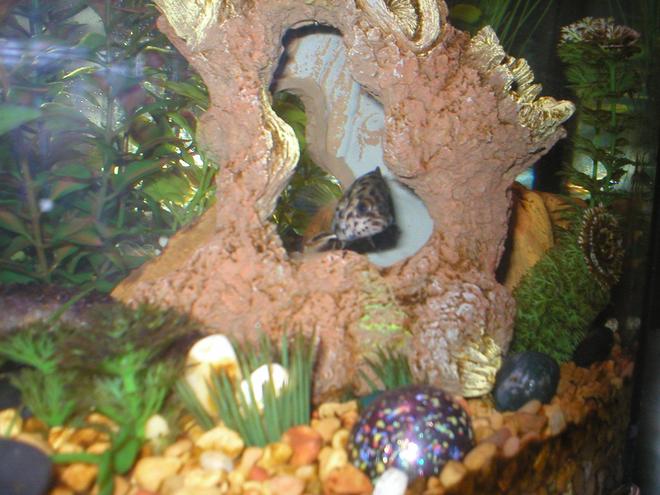 freshwater fish - ctenopoma acutirostre - leopard ctenopoma stocking in 29 gallons tank - One of my Leaf Fish