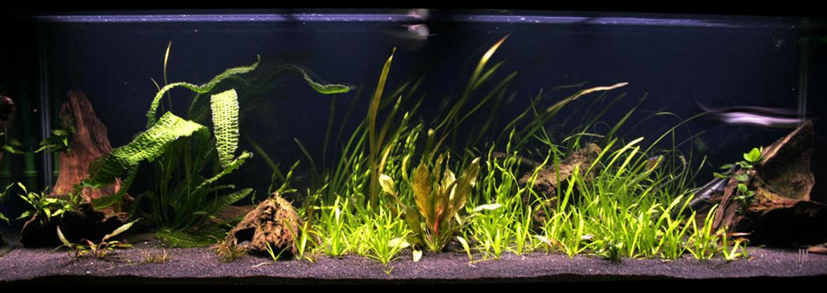 200 gallons freshwater fish tank (mostly fish and non-living decorations) - 720L / 200G