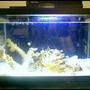 fish tank picture - the fishy therapy tank
