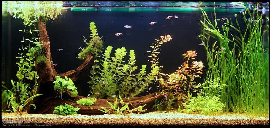 Rated #71: 75 Gallons Planted Tank - My aquarium 3 weeks after start.