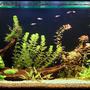 75 gallons planted tank (mostly live plants and fish) - My aquarium 3 weeks after start.