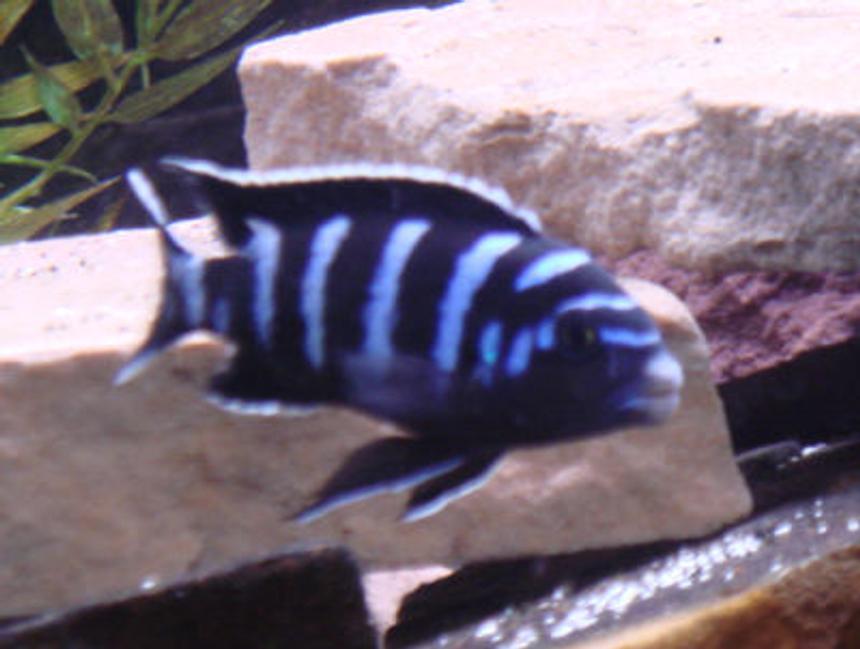 Rated #1355: Freshwater Fish - Pseudotropheus Demasoni - Demasoni Cichlid Stocking In 75 Gallons Tank - my demasoni