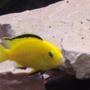 freshwater fish - labidochromis caeruleus - electric yellow cichlid stocking in 75 gallons tank - my male lab
