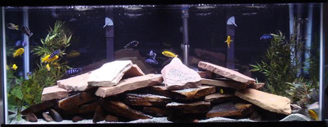 75 gallons freshwater fish tank (mostly fish and non-living decorations) - my 75 gallon mbuna tank