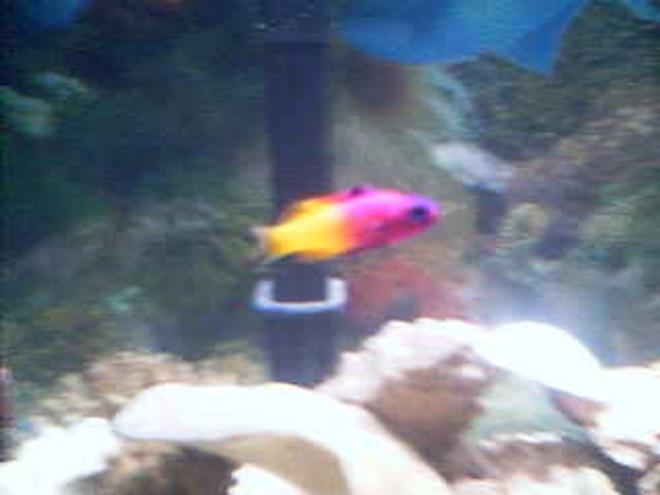 saltwater fish - gramma loreto - royal gramma basslet stocking in 75 gallons tank - Royal Gramma