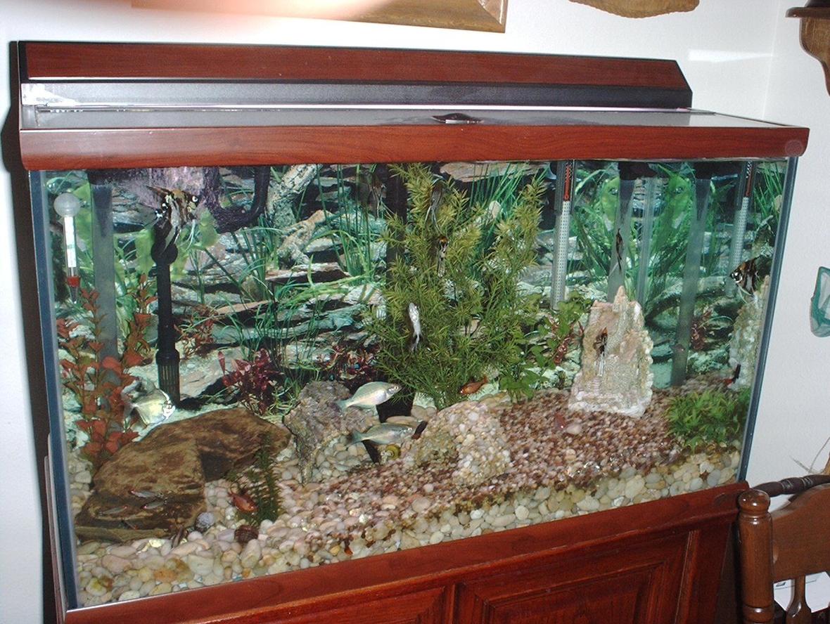 58 gallons freshwater fish tank (mostly fish and non-living decorations) - I've enjoyed this 58 gallon fish tank for the past 3 years. It's a nice addition to my living room now.
