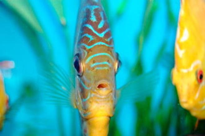 freshwater fish - symphysodon sp. - yellow marlboro discus stocking in 55 gallons tank - Berlioz up close