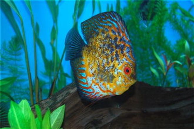 freshwater fish - phoenix discus stocking in 55 gallons tank - Phoenix!