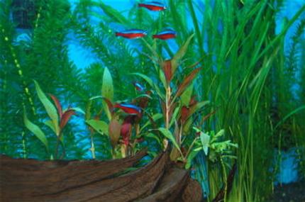 freshwater fish - paracheirodon axelrodi - cardinal tetra stocking in 55 gallons tank - These are my Cardinal Tetras.