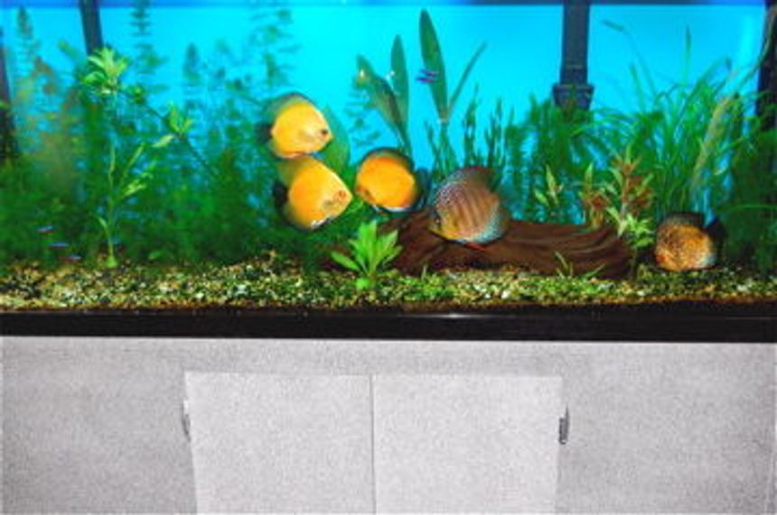 Rated #184: 55 Gallons Planted Tank - This is my 55gal Discus tank, All live plants. Basic CO2 unit (yeast and sugar) and plenty of light. I have 6 discus, 6 Cardinal Tetras, 4 Corys, a bristle nose Pleco and an African Butterfly fish. Thanks for looking.