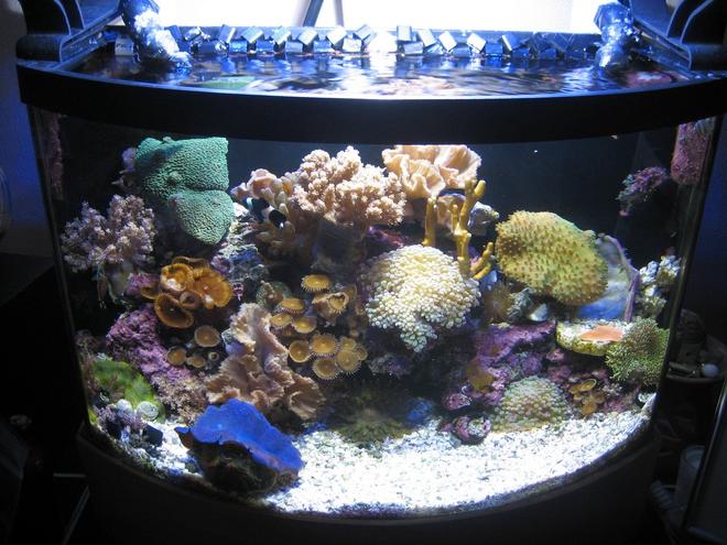 7 gallons reef tank (mostly live coral and fish) - 7 gallon tank shot