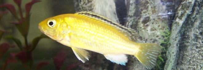 freshwater fish - labidochromis caeruleus - electric yellow cichlid stocking in 30 gallons tank - Our momma yellow lab...she has babies like crazy!