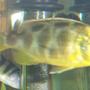 freshwater fish - nimbochromis venustus - venustus cichlid stocking in 30 gallons tank - our venustus