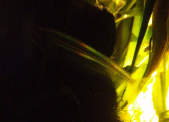 freshwater fish - kryptopterus bicirrhis - ghost glass cat stocking in 70 gallons tank - Glass Catfish