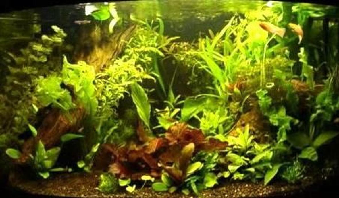 350 gallons planted tank (mostly live plants and fish) - A SMALL SLICE OF NATURE