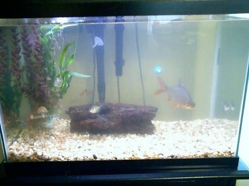 Rated #4313: 20 Gallons Freshwater Fish Tank - My tank taken with a cell cam. Don't have batteries for my regular cam.