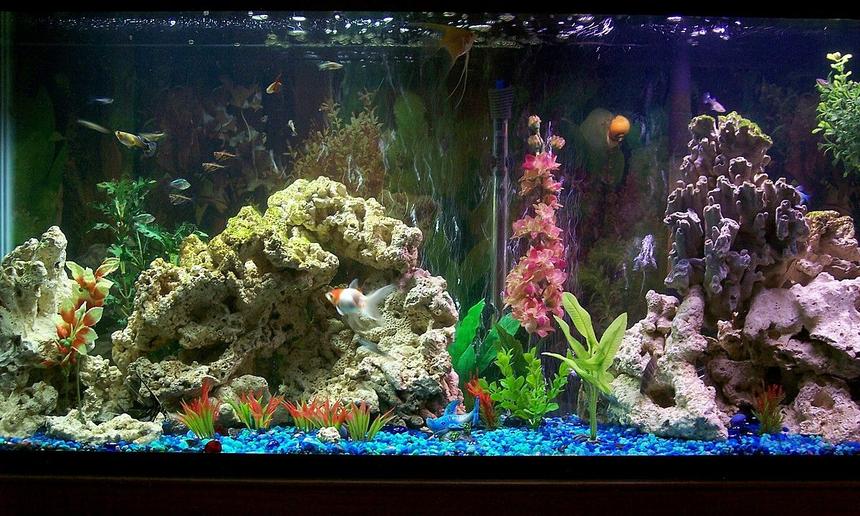 Rated #1258: 55 Gallons Freshwater Fish Tank - 55 gal freshwater community