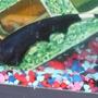 freshwater fish - apteronotus albifrons - black ghost knifefish stocking in 55 gallons tank - black ghost knife now 5 inches long
