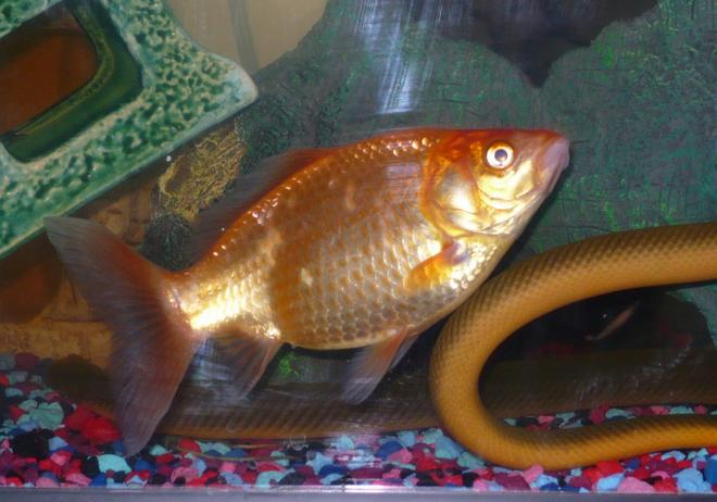 freshwater fish - erpetoichthys calabaricus - rope fish stocking in 55 gallons tank - my comet and part of one of the rope fish