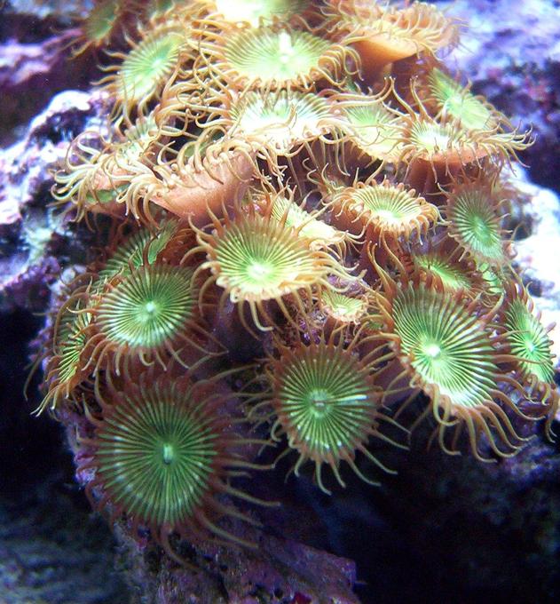 corals inverts - zoanthus sp. - button polyp stocking in 65 gallons tank - button polops