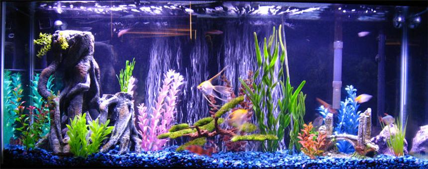 Rated #1274: 55 Gallons Freshwater Fish Tank - 55G Freshwater, Marineland Magnum 350 PRO, Whisper 60 HOB, Stealth Visi-Therm 200W.