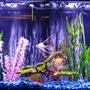 55 gallons freshwater fish tank (mostly fish and non-living decorations) - 55G Freshwater, Marineland Magnum 350 PRO, Whisper 60 HOB, Stealth Visi-Therm 200W.