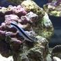 saltwater fish - plotosus lineatus - coral catfish stocking in 40 gallons tank - Zoomi the Cleaner Wrasse