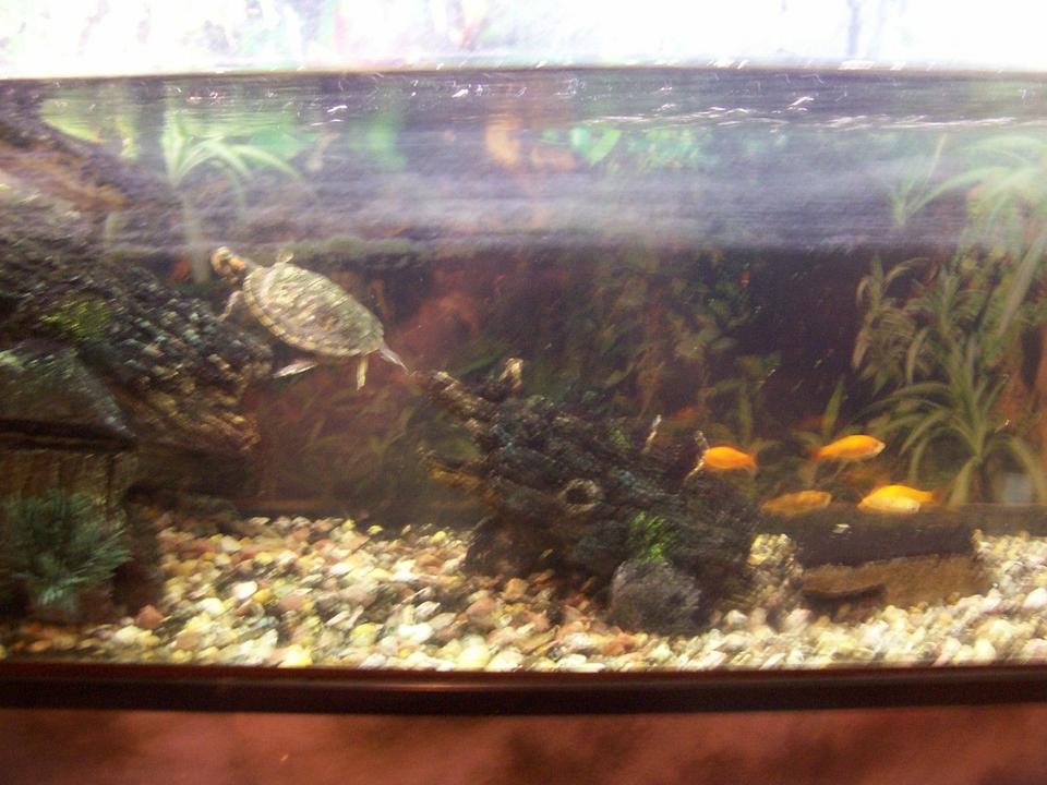 corals inverts - trachemys scripta scripta - yellow belly slider turtle stocking in 36 gallons tank - The Turtle and Fishs