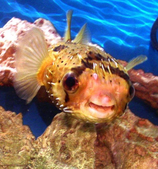 saltwater fish - diodon holocanthus - porcupine puffer stocking in 55 gallons tank - My Porcupine Puffer