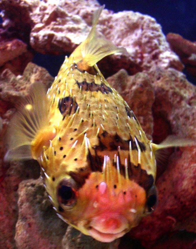 saltwater fish - diodon holocanthus - porcupine puffer stocking in 55 gallons tank - My Porcupine Puffer