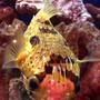 saltwater fish - diodon holocanthus - porcupine puffer stocking in 55 gallons tank - My Porcupine Puffer