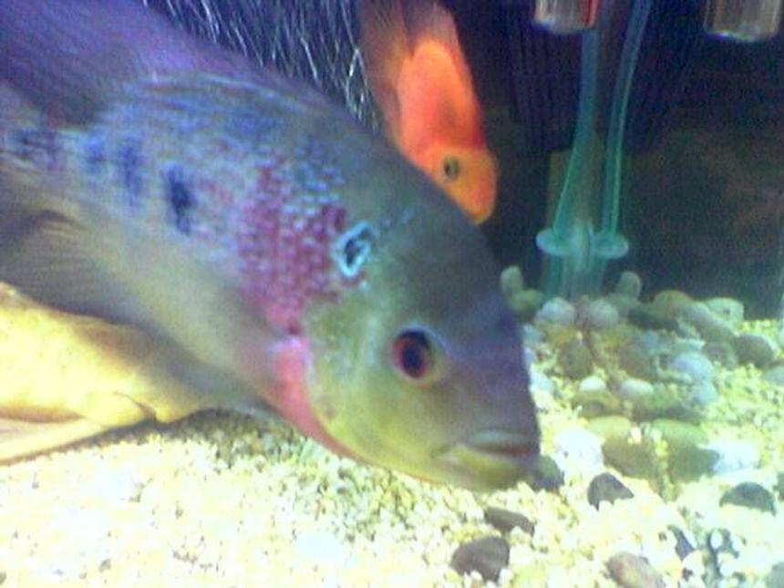 Rated #1810: Freshwater Fish - Cichlasoma Sp. - Flower Horn Cichlid Stocking In 160 Gallons Tank - My Lovley Flower Horn