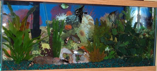 30 gallons freshwater fish tank (mostly fish and non-living decorations) - My 30 gallon freshwater tropical tank.