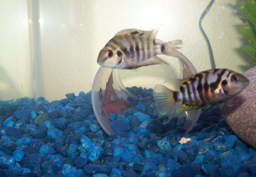 Rated #1523: Freshwater Fish - Archocentrus Nigrofasciatus - Black Convict Cichlid Stocking In 29 Gallons Tank - They had just had babies.