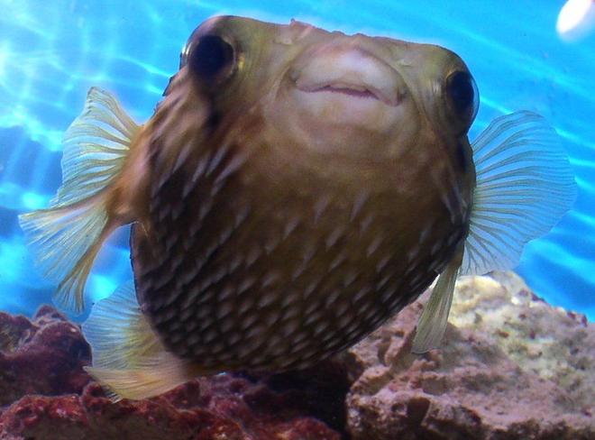 saltwater fish - diodon holocanthus - porcupine puffer stocking in 55 gallons tank - My Porcupine Puffer