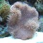 fish tank picture - Toadstool Mushroom Leather Coral and Frog Spawn Hammer Coral