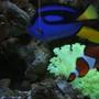 fish tank picture - Hippo Tang, False Percula Clown and Yellow wrasse with Flower Pot Coral