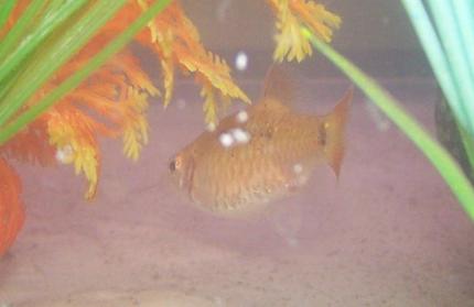 freshwater fish - puntius sachsii - gold barb stocking in 29 gallons tank - a gold barb
