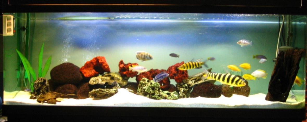 134 gallons freshwater fish tank (mostly fish and non-living decorations) - Derek's Cichlid Tank