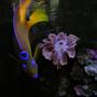 fish tank picture - My Queen angel in front of some corals.