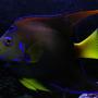 saltwater fish - holacanthus ciliaris - queen angelfish stocking in 55 gallons tank - The ruler of my tank! Queen Angel.